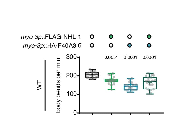Open access visualization of Box Plot, Scatter Plot, Body Bend Counts, Transgenic Expression, FLAG-NHL-1