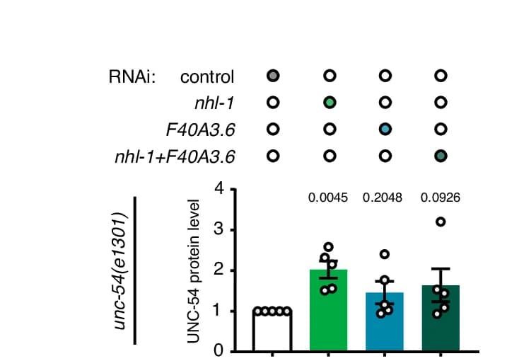 Open access visualization of Bar Plot, Error Bars, Scatter Plot, UNC-54/Myosin, Tubulin