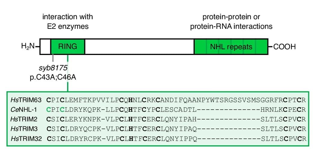 Open access visualization of Illustration, NHL-1, CRISPR-Cas9, E3 ligase