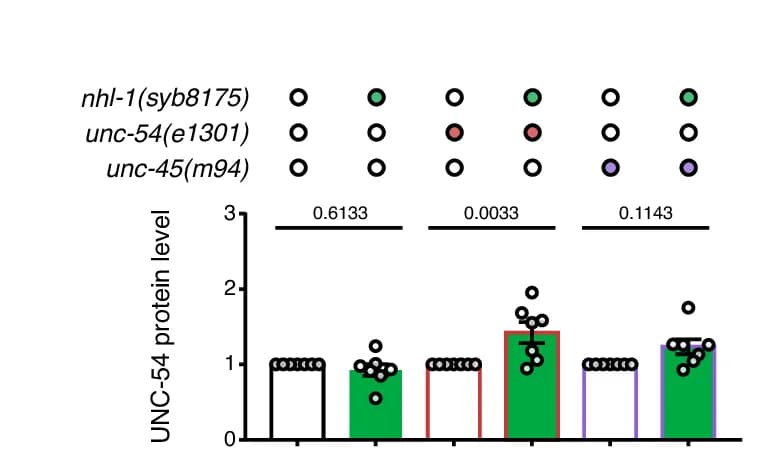 Open access visualization of Bar Plot, Error Bars, Scatter Plot, UNC-54/myosin, Protein Levels