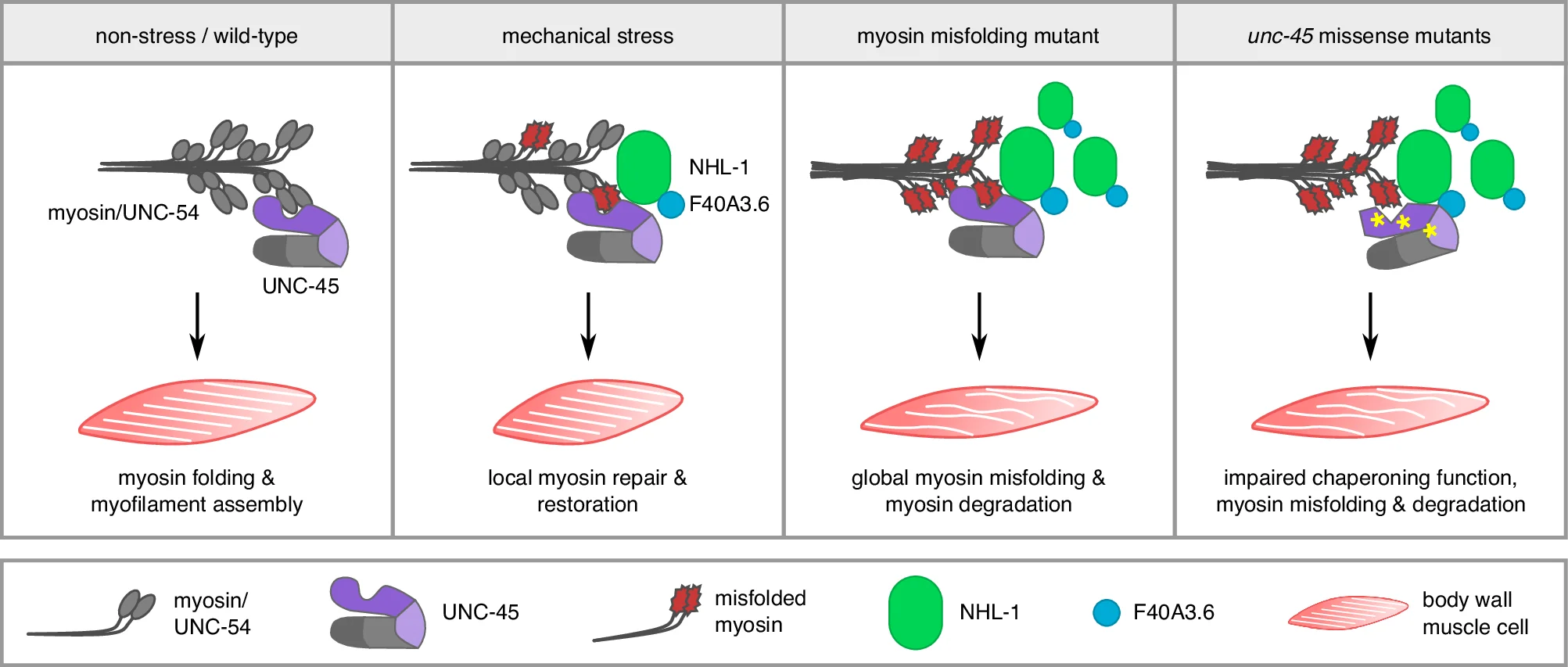 Open access visualization of Workflow, Illustration, Hsp90 Co-chaperone UNC-45, Myosin, Myofilaments