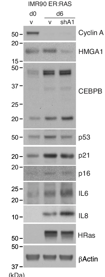 Open access visualization of Gel, Protein-level Changes, Senescence Genes, IMR90, OIS