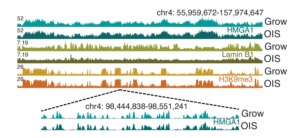 Open access visualization of Line Plot, Density Plot, ChIP-seq, HMGA1, H3K9me3
