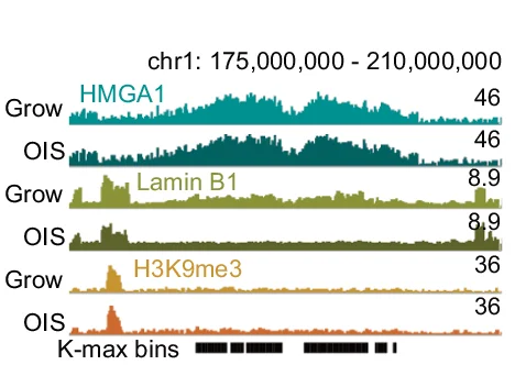 Open access visualization of Line Plot, ChIP-seq, HMGA1, Lamin B1, H3K9me3