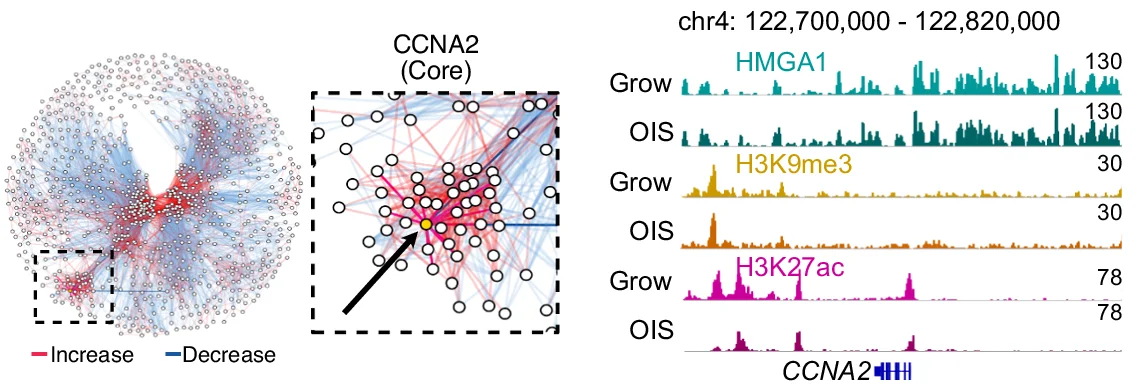 Open access visualization of Network, Line Plot, Core CCNA2 Gene, Differential Interactions, Chromosome 4
