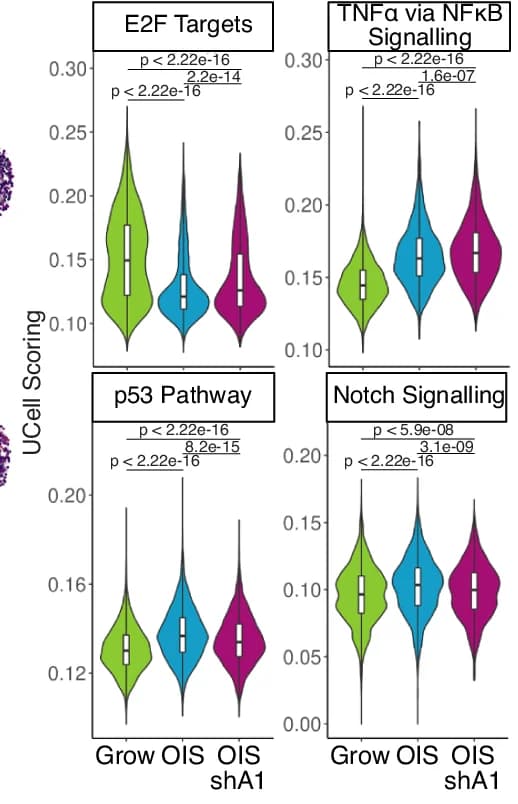 Open access visualization of Violin Plot, Box Plot, UCell Single-Cell Scores, MSigDB Hallmarks Gene Sets, Grow Cells