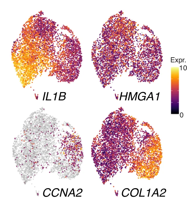 Open access visualization of Scatter Plot, UMAP, Clusters, Expression Values, UMAP Projection