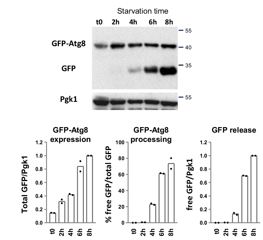 Open access visualization of Bar Plot, Gel, GFP-Atg8 Processing Assay, Western Blot, Protein Extracts