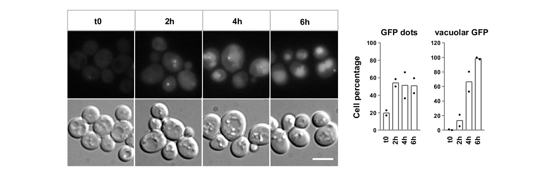 Open access visualization of Bar Plot, Scatter Plot, Live-Cell Microscopy, GFP Dots, GFP Fluorescence