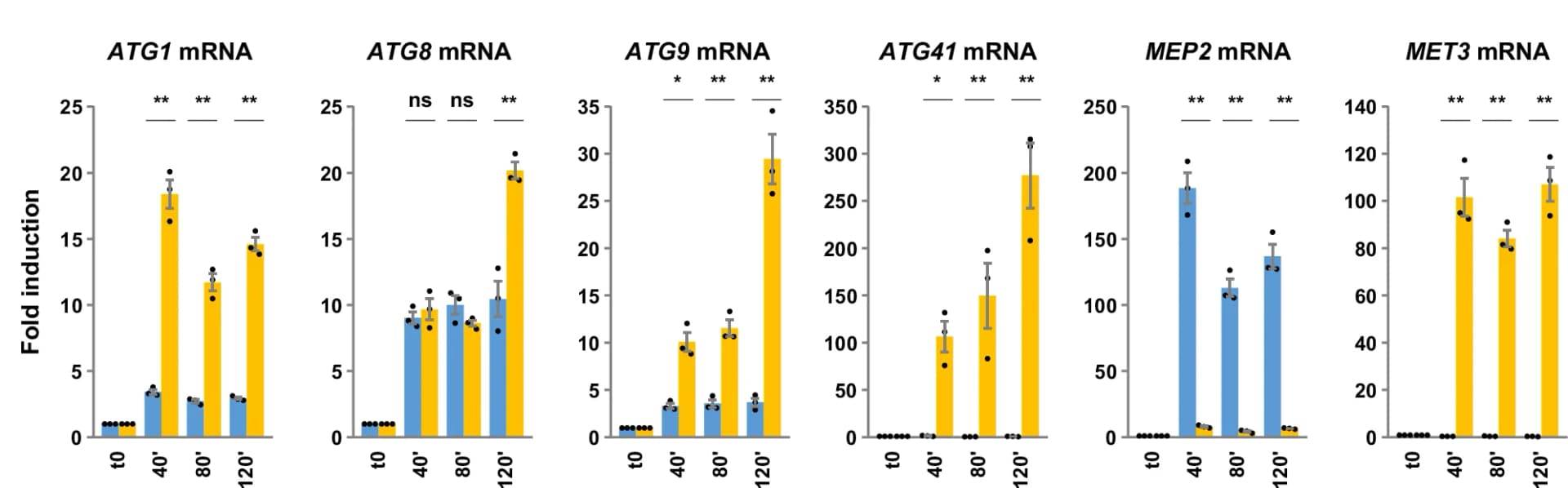 Open access visualization of Bar Plot, Error Bars, Scatter Plot, Transcription Analysis, Prototrophic Strain