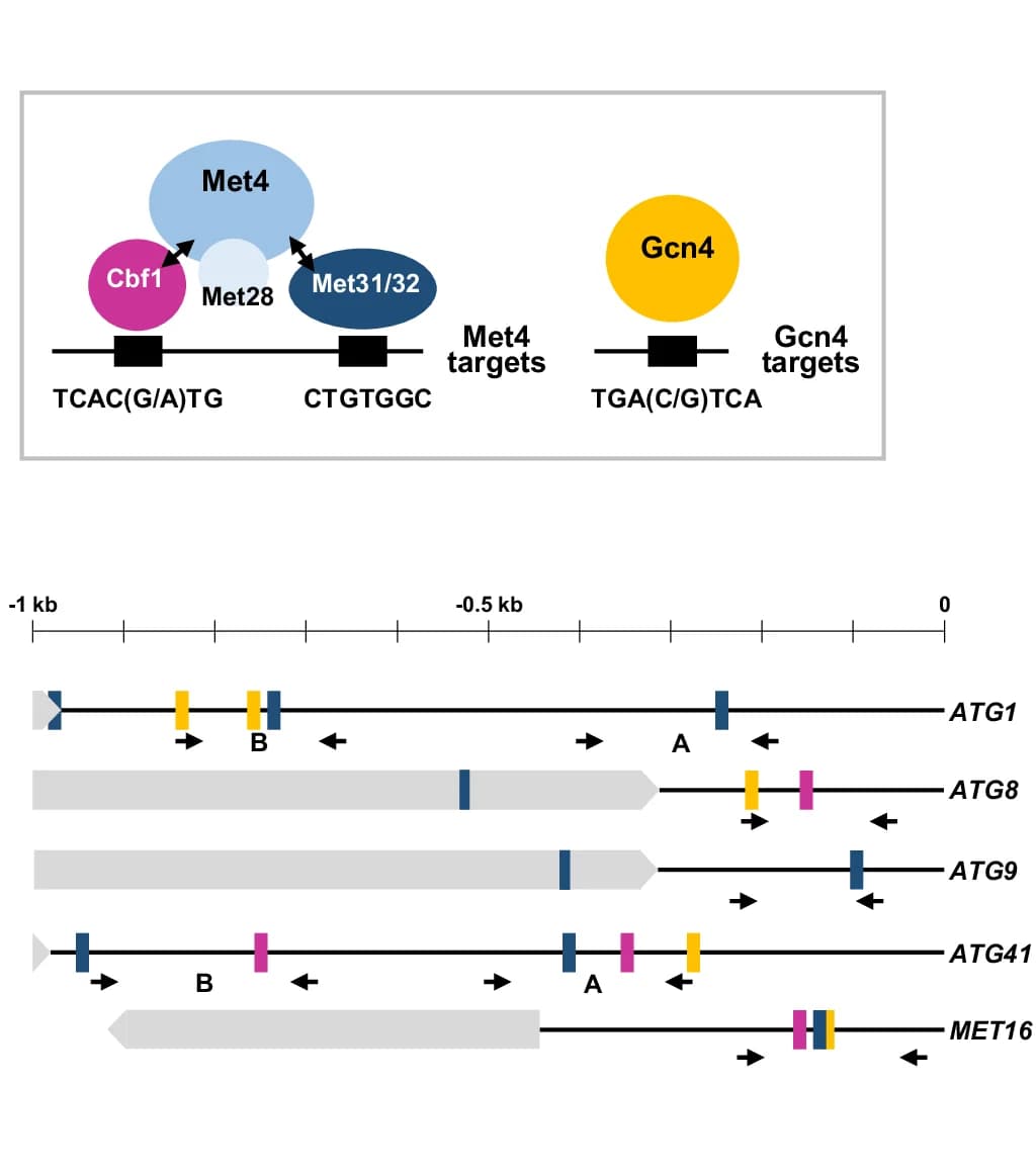 Open access visualization of Workflow, Illustration, Met4, Gcn4, Promoters