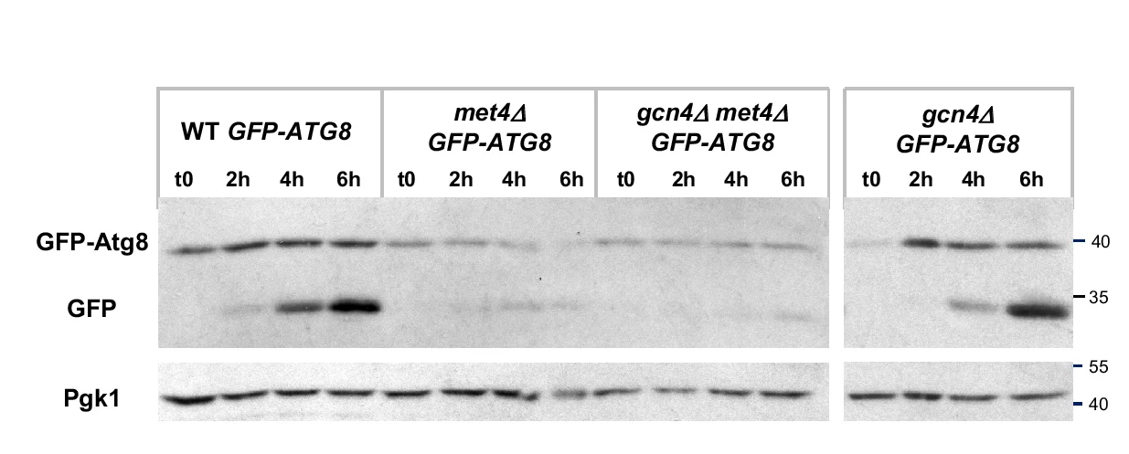 Open access visualization of Gel, GFP-Atg8 Processing Assay, Strains, GFP-Atg8 Expression, GFP Release