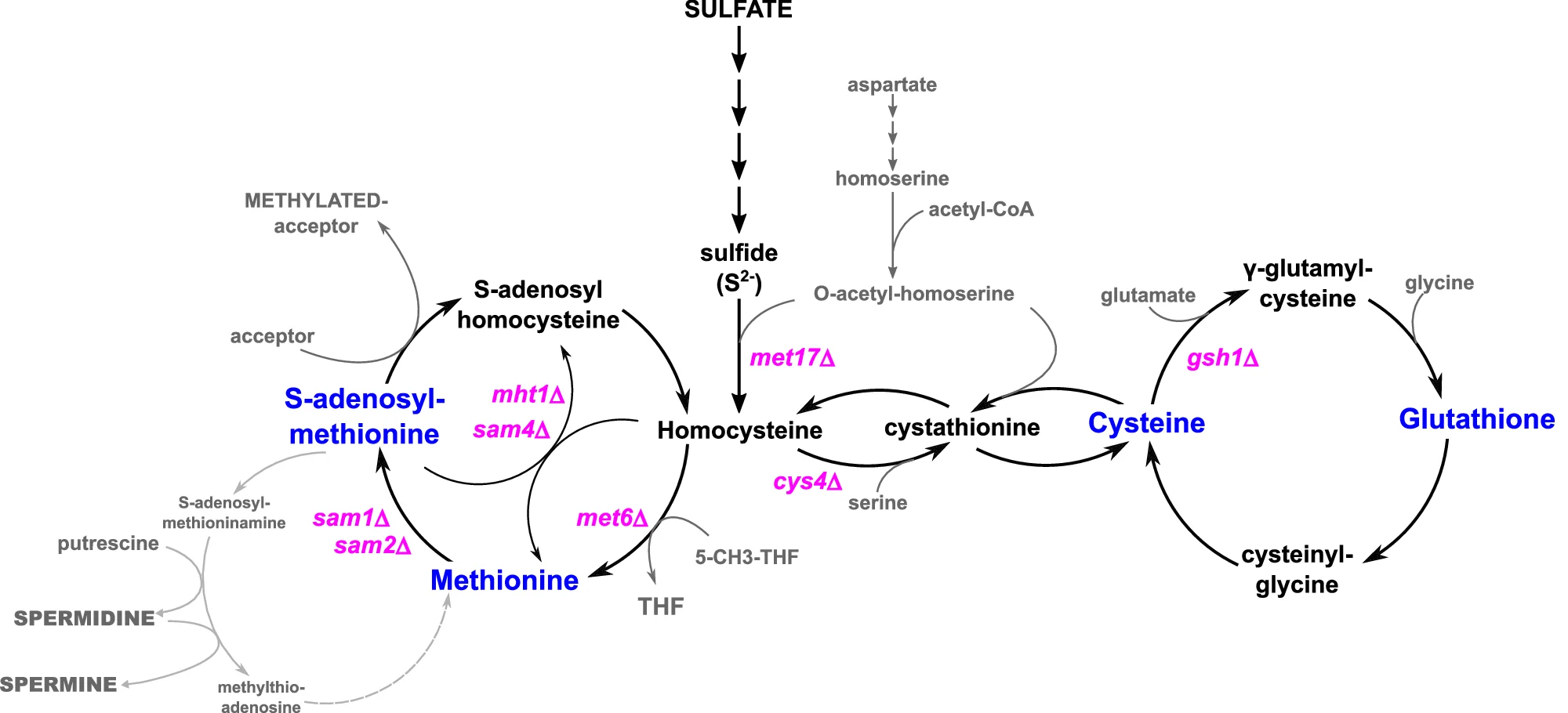 Open access visualization of Pathway, Sulfate Assimilation, Homocysteine Methylation, Methionine Biosynthesis, Transsulfuration Pathway