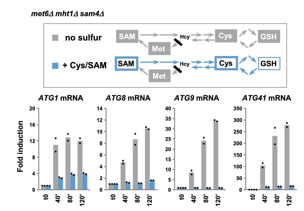 Open access visualization of Bar Plot, Workflow, Sulfur-containing Amino Acid Biosynthesis, met6Δ mht1Δ sam4Δ Mutant, RT-qPCR