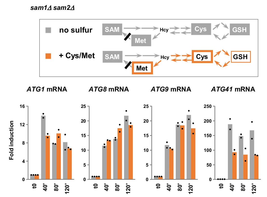 Open access visualization of Bar Plot, Scatter Plot, Workflow, Transcription Analysis, Sulfur-containing Amino Acid