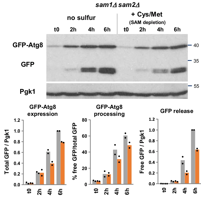 Open access visualization of Bar Plot, Gel, GFP-Atg8 Processing Assay, sam1Δ sam2Δ Mutant, GFP-Atg8