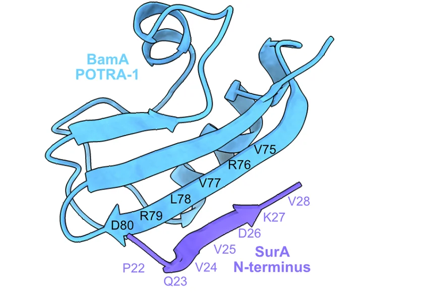 Open access visualization of Protein Structure, Beta-augmentation, BamA POTRA-1, SurA, AF2 Prediction