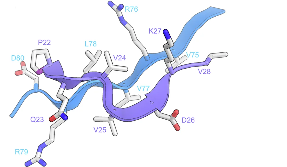 Open access visualization of Protein Structure, Chemical Structure, Beta-augmentation, BamA POTRA-1, SurA