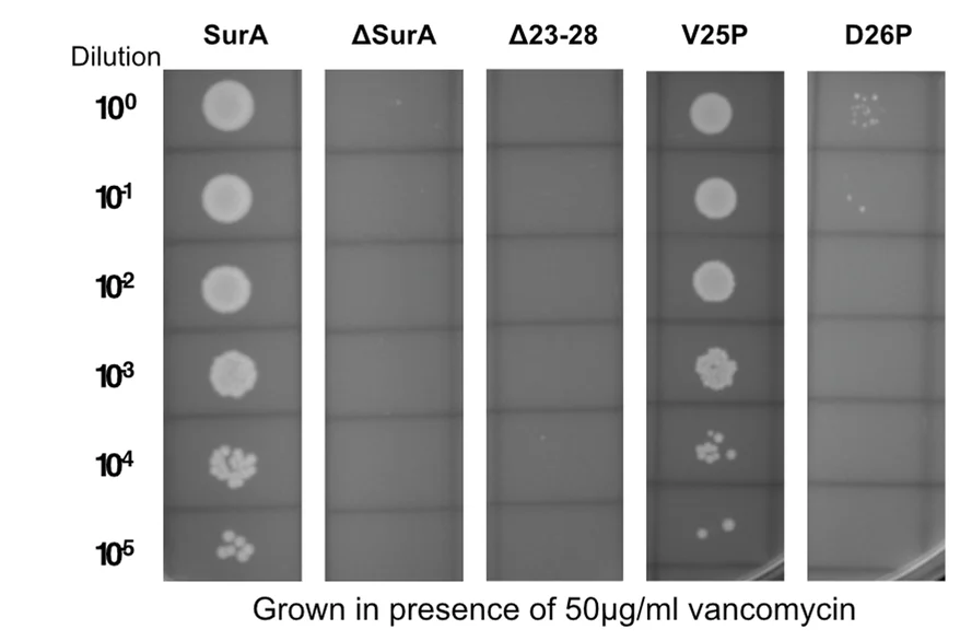 Open access visualization of Photo, Gel, SurA, BamA POTRA-1, Mutations