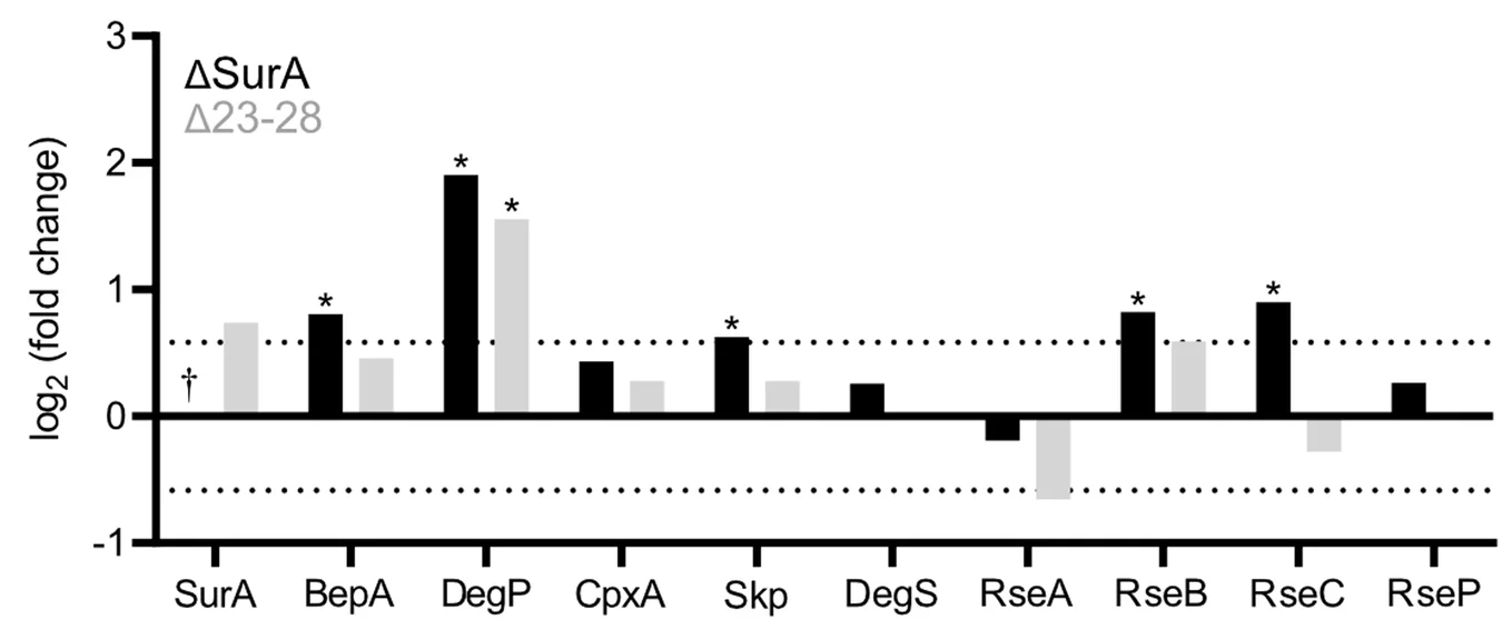 Open access visualization of Clustered, Bar Plot, Periplasmic chaperones, SigmaE response proteins, SurA