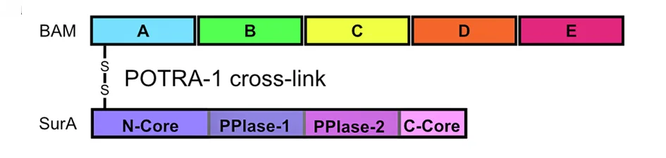 Open access visualization of Illustration, BamA, SurA, Disulphide Bond, E. coli OM