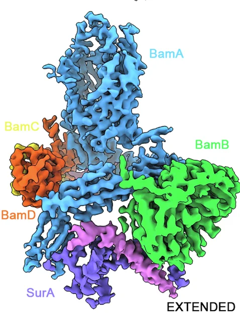 Open access visualization of Protein Structure, CryoEM, Density Map, Extended SurA, Lateral Open BAM