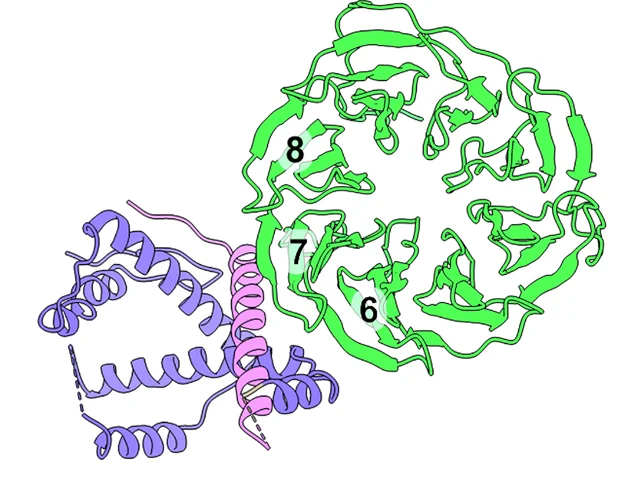 Open access visualization of Protein Structure, Extended SurA, BAM, BamB, Propellers
