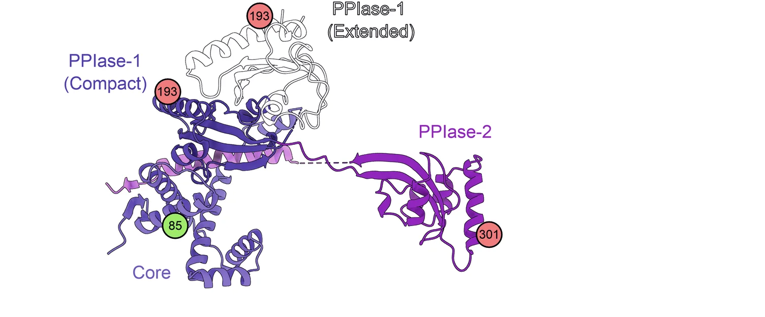 Open access visualization of Protein Structure, Chemical Structure, SurA, FRET dyes, Core domain