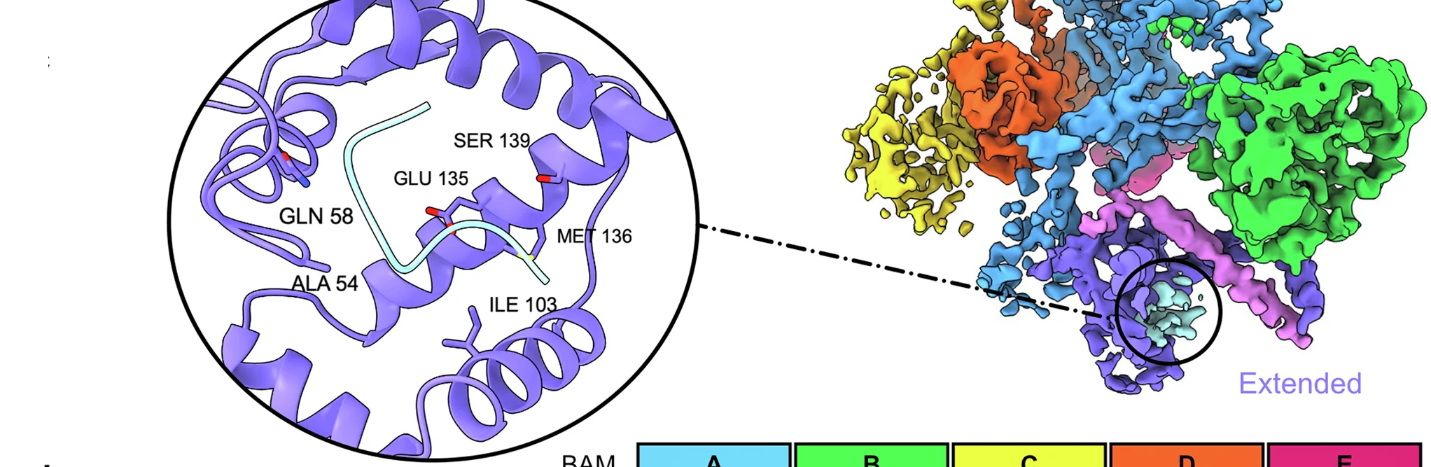 Open access visualization of Protein Structure, OmpX, Core Domain, SurA, Density