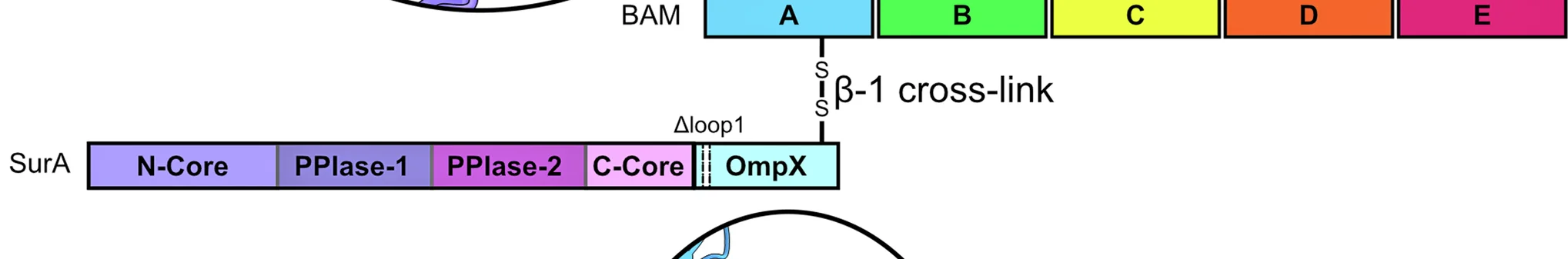 Open access visualization of Workflow, SurA, BAM, Disulphide Bond, BamA