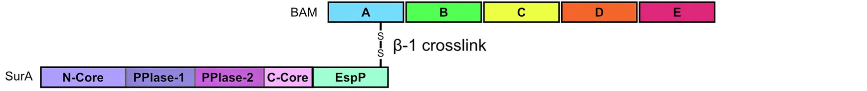 Open access visualization of Workflow, Illustration, Proteins, EspP, BAM