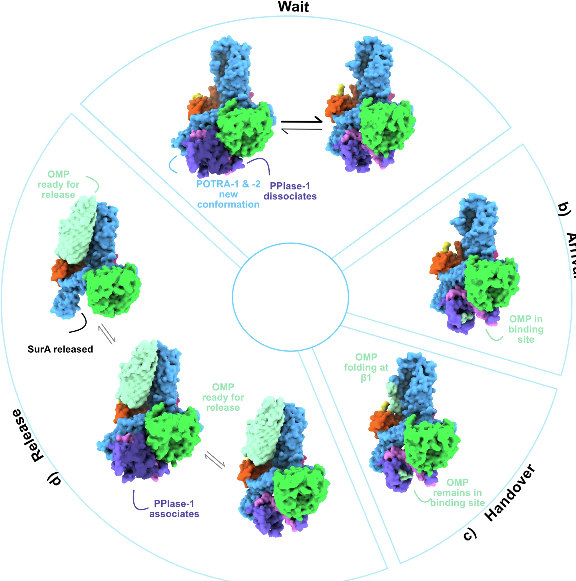 Open access visualization of Workflow, Protein Structure, SurA, BAM, OMP