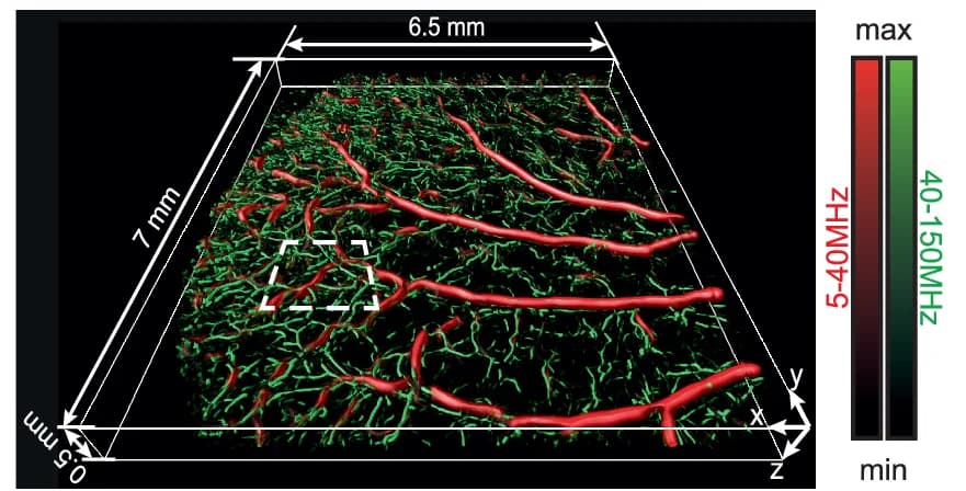 Open access visualization of 3D Plot, Reconstructed Image, Vascular Structure, Mouse Ear