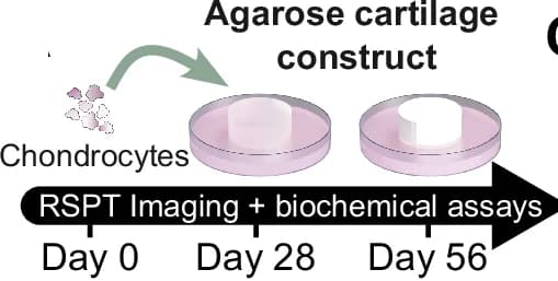 Open access visualization of Workflow, Illustration, TE Cartilage Constructs, Chondrocytes, Agarose