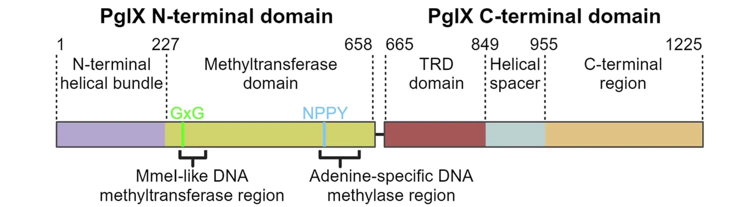 Open access visualization of Illustration, PglX, Domain Organization, DNA Methyltransferase, Adenine-specific DNA Methylase