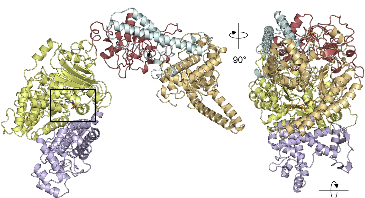 Open access visualization of Protein Structure, PglX, Orthogonal Views, Cartoon Representation