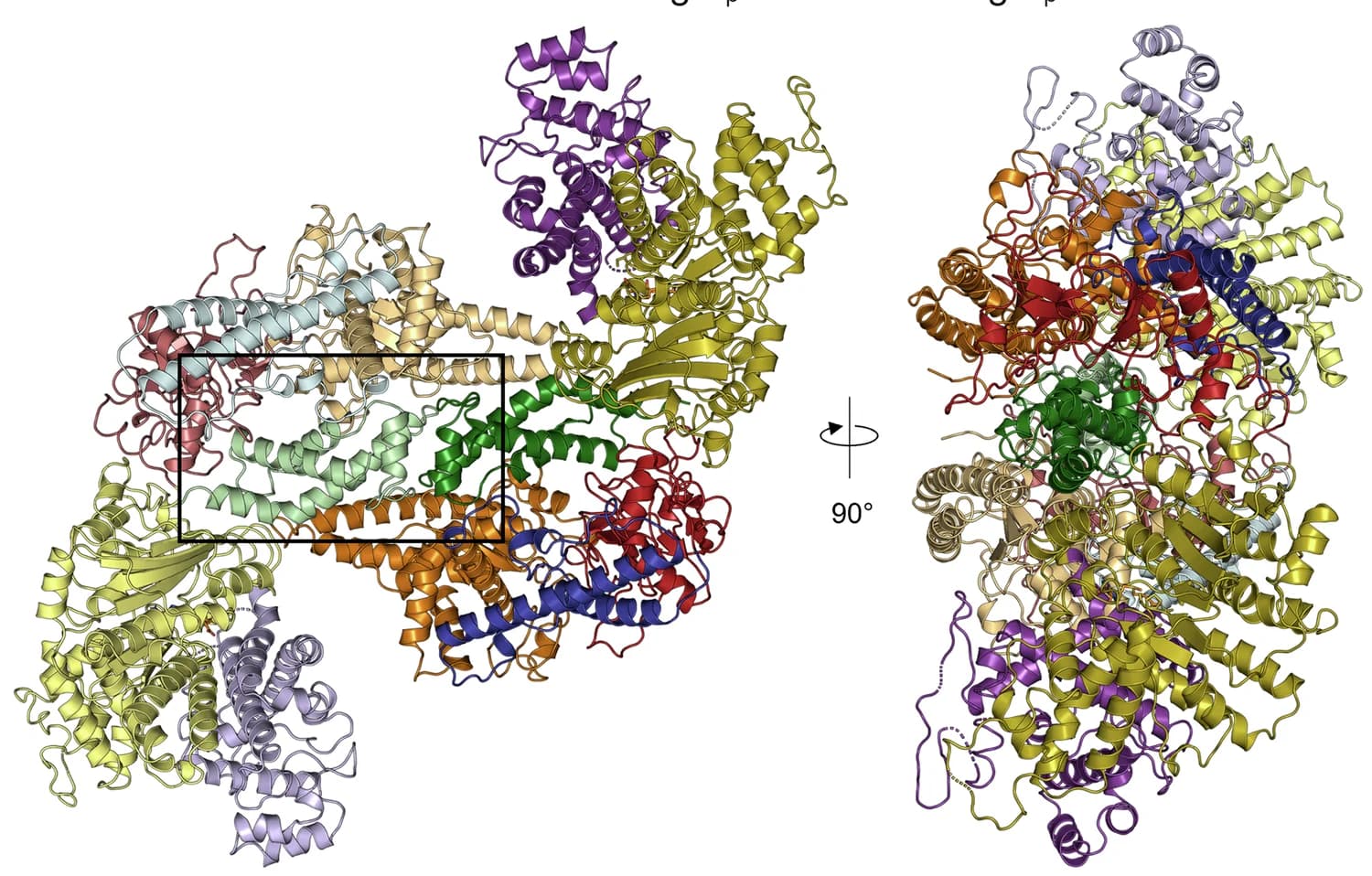 Open access visualization of Protein Structure, Orthogonal View, PglX-SAM:Ocr Complex, Cartoon
