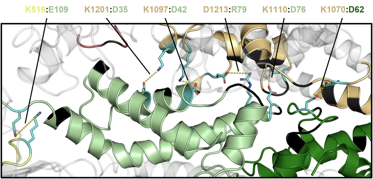 Open access visualization of Protein Structure, Interaction, PglX, Ocr, Salt Bridge