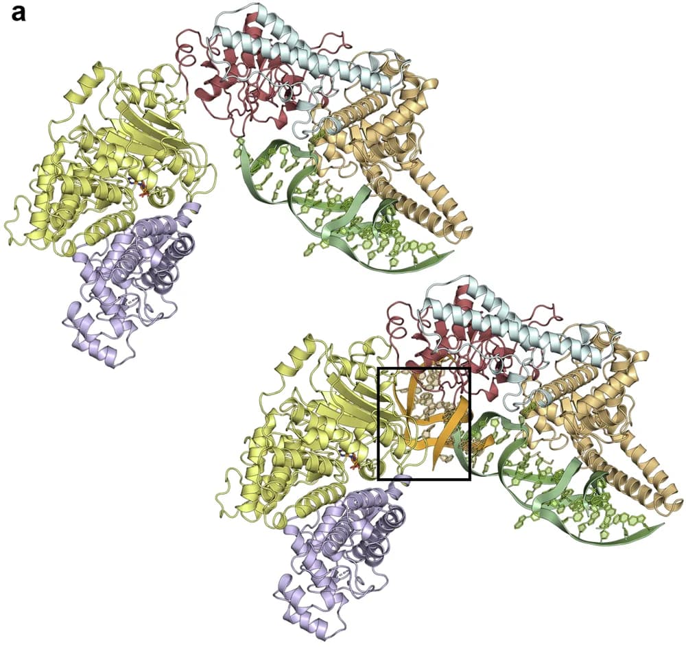 Open access visualization of Protein Structure, DNA Molecule, MmeI, PglX, Binding Position