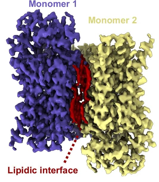 Open access visualization of Protein Structure, Cryo-EM, FZD 7 Dimer, Lipids