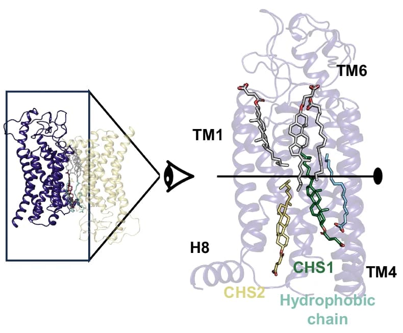 Open access visualization of Protein Structure, Chemical Structure, Atomic Arrangement, FZD 7 Dimer, POPC