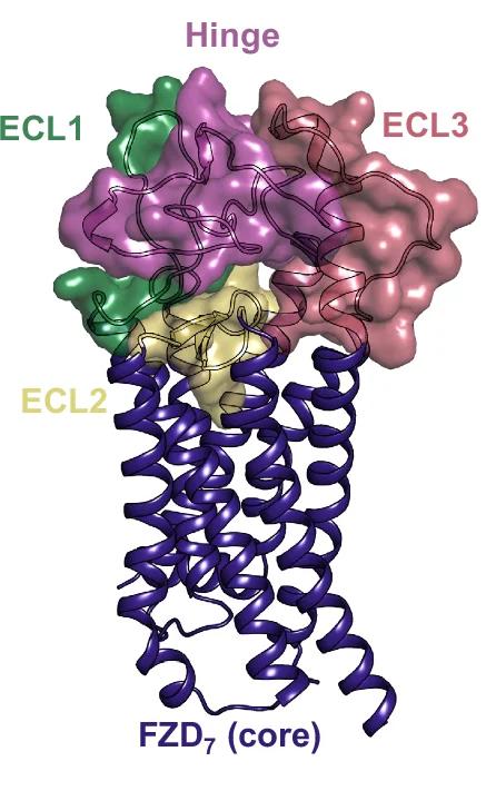 Open access visualization of Protein Structure, Extracellular Region, FZD 7, ECL1, ECL2