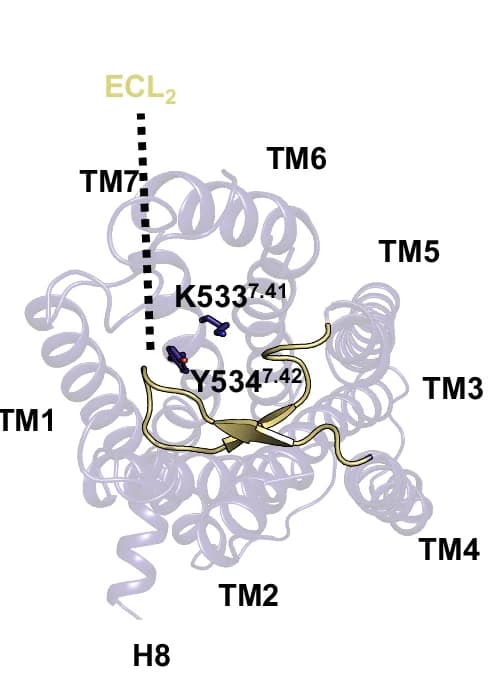 Open access visualization of Protein Structure, Chemical Structure, Helical Bundle, ECL2, K533