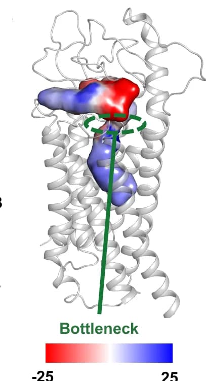 Open access visualization of Protein Structure, Electrostatic Potential, Internal Cavity, Water Molecules