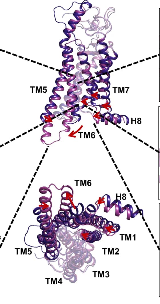 Open access visualization of Protein Structure, Nucleotide Free, Gs Bound, FZD 7, Inactive FZD 7