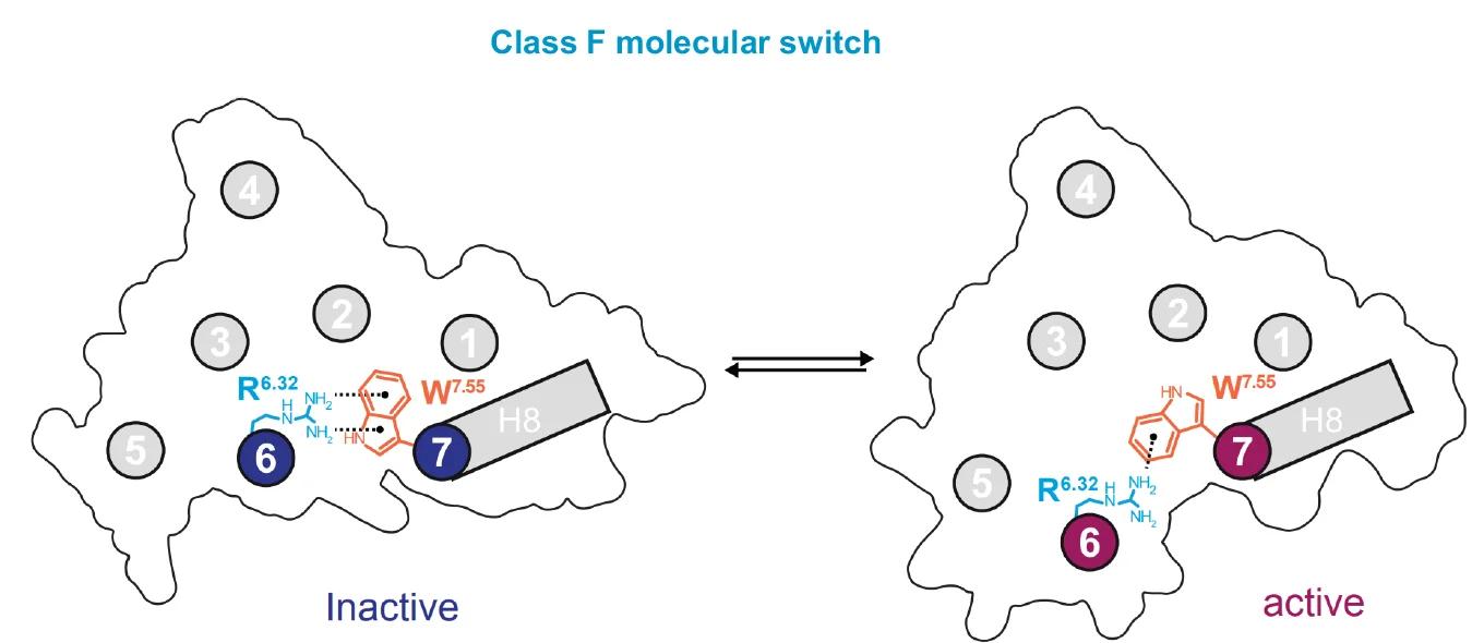 Open access visualization of Workflow, Illustration, Molecular Switch, Class F, Hinge Limiter