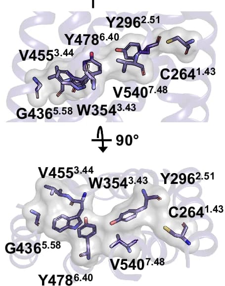Open access visualization of Protein Structure, Chemical Structure, Water Cavity, Residues, Inactive Conformation