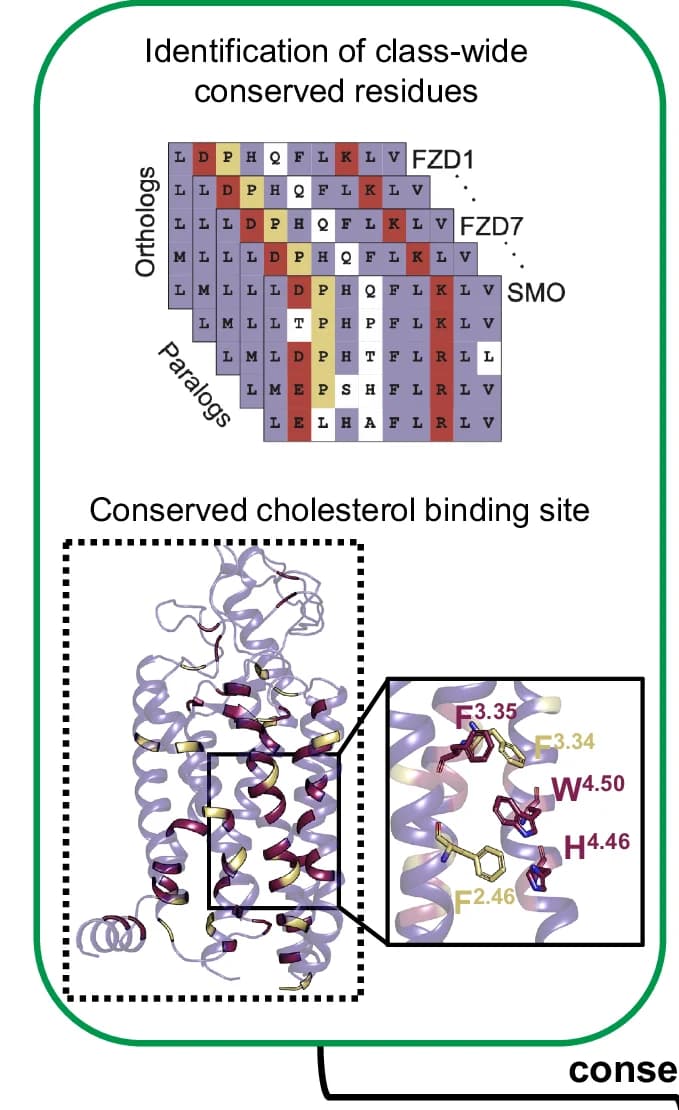 Open access visualization of Protein Structure, Phylogenetic Analysis, GPCRs, Cholesterol Binding, Conserved Residues