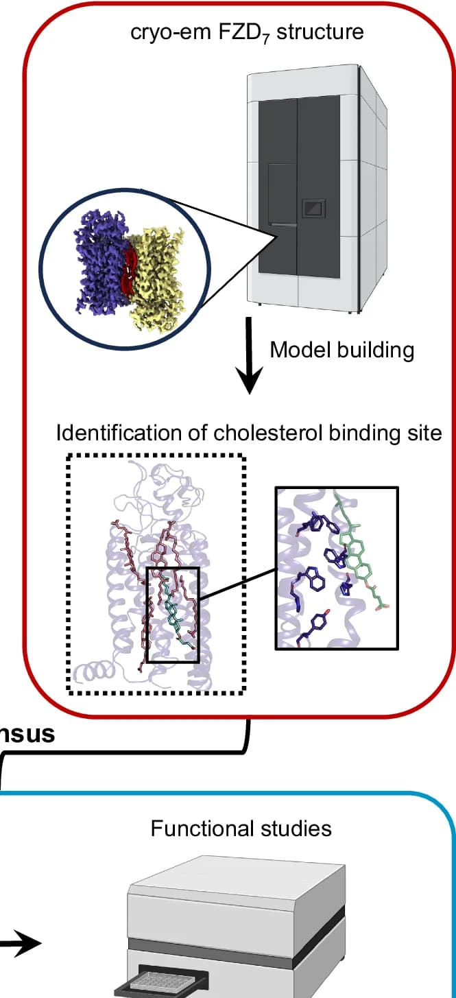 Open access visualization of Workflow, Illustration, Cryo-EM, Data Collection, Model Building