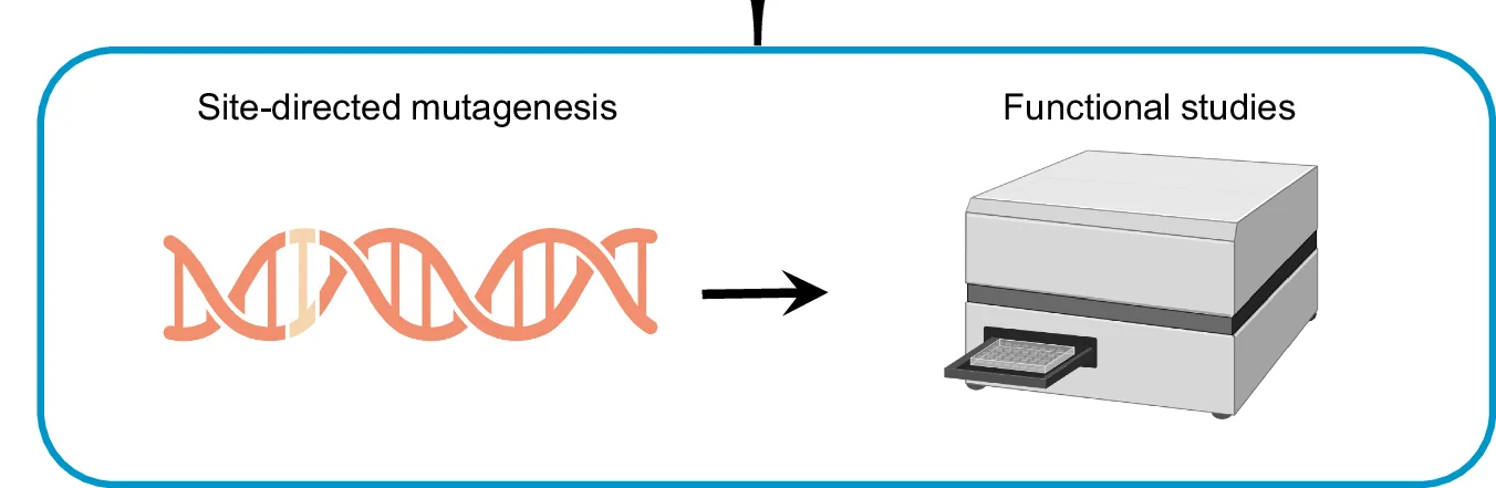 Open access visualization of Workflow, Illustration, Structural Analysis, Site-Directed Mutagenesis, Cholesterol Interacting Residues